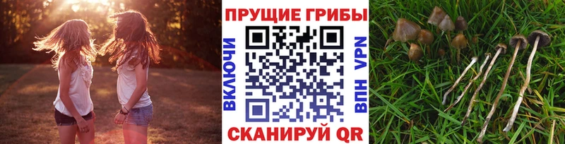 МЕГА   Адыгейск  Псилоцибиновые грибы Psilocybine cubensis 
